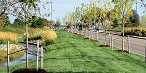 Irrigated Landscape